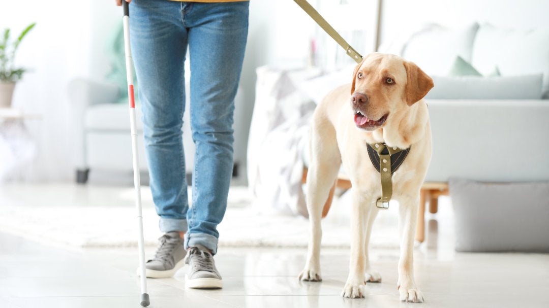 Blindenführhund bei AMD: Das müssen sie wissen!