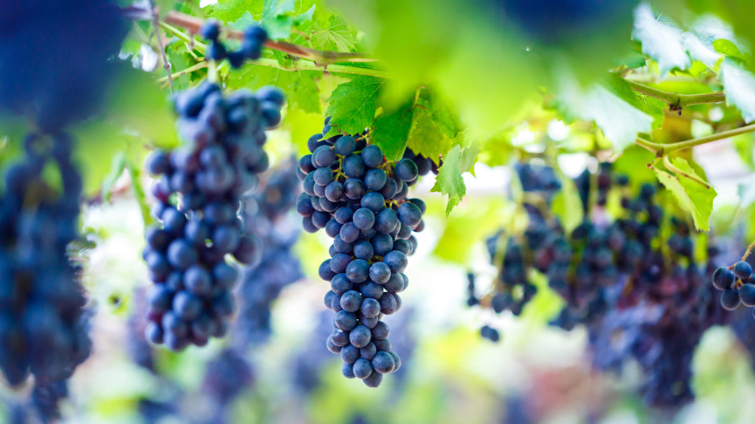 Resveratrol und OPC – Was hat es damit auf sich?