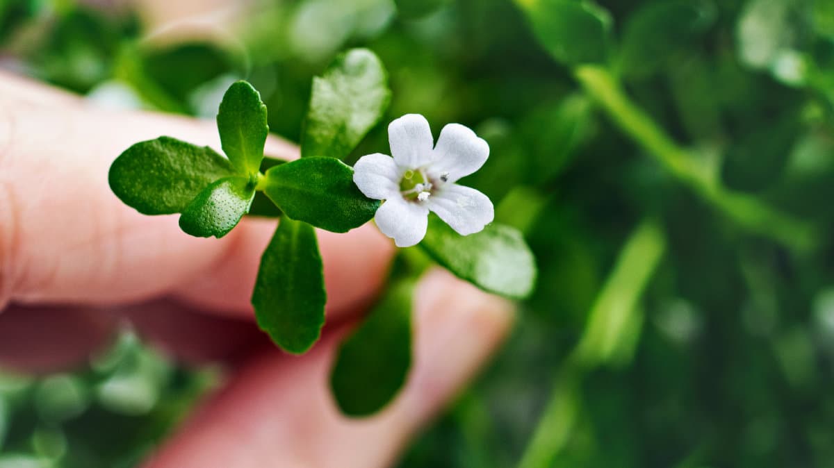 Bacopa Monnieri (Brahmi): Kleines Fettblatt – großer Star!