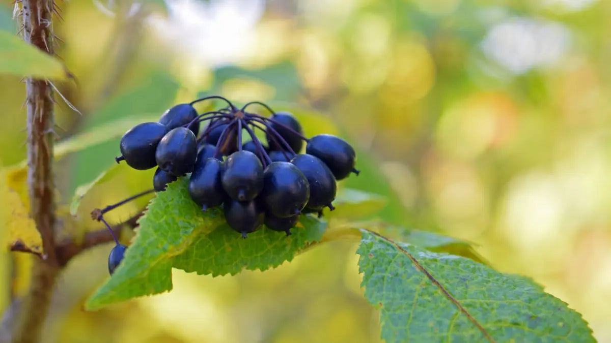 Sibirischer Ginseng – Der Siegertyp aus der Taiga