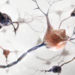Nervenzellen mit Myelinscheide