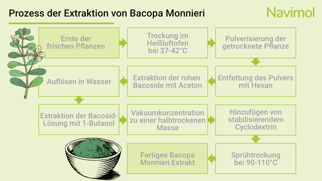 Der Prozess der Extraktion der Bacoside aus Bacopa Monnieri.