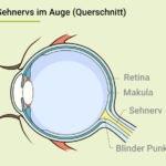 Der Querschnitt des Auges zeigt die Position des Sehnervs